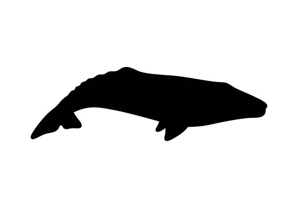istock Silhouette of gray whale. Vector illustration isolated on white background. 927467396