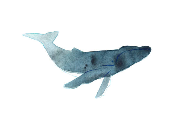 istock Watercolor sketch of humpback whale. Illustration isolated on white background 927468200