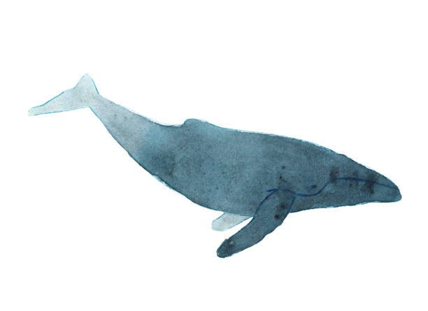 istock Watercolor sketch of humpback whale. Illustration isolated on white background 927468368