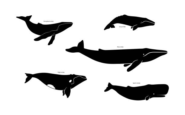 Set of whale species icons. Vector illustration isolated on white background. Set of whale species icons. Vector illustration isolated on white background gray whale stock illustrations