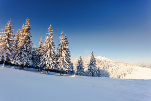 istock Fantastic winter landscape. Carpathian, Ukraine, Europe. 927469908