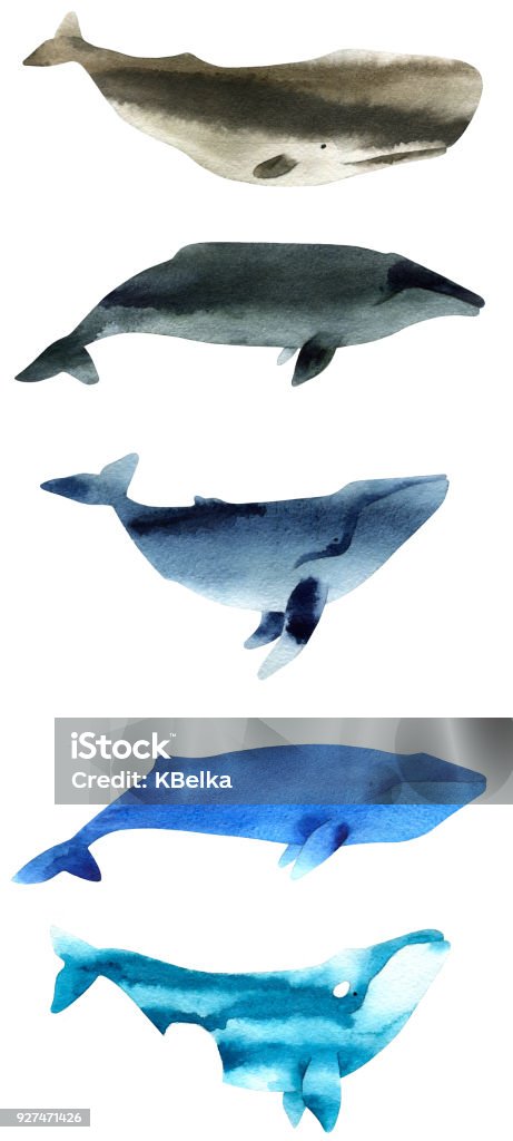 Watercolor sketch of whales. Illustration isolated on white background. Watercolor sketch of whales. Illustration isolated on white background Watercolor Painting stock illustration