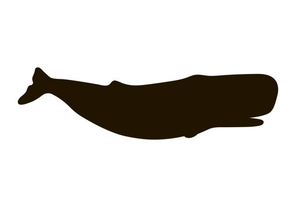 ilustraciones, imágenes clip art, dibujos animados e iconos de stock de ilustración de cachalote aislado sobre fondo blanco. proporciones realistas - cachalote
