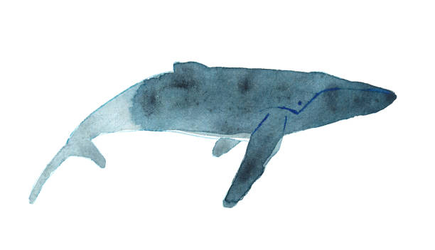 istock Watercolor sketch of humpback whale. Illustration isolated on white background 927473392