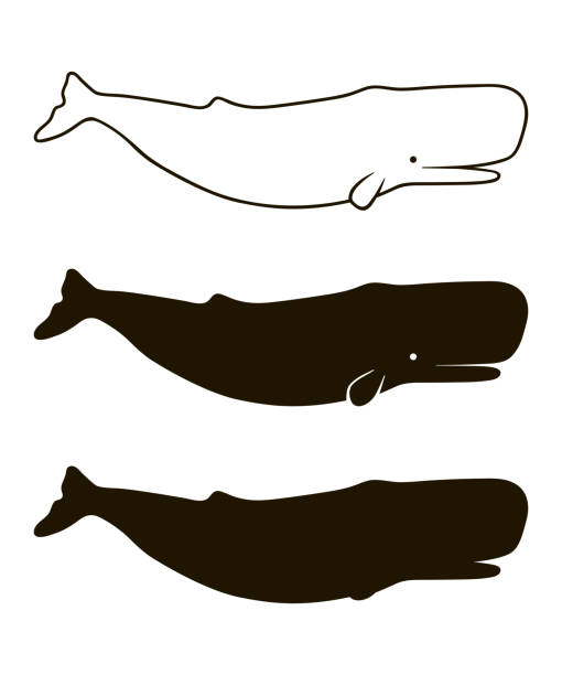 ilustraciones, imágenes clip art, dibujos animados e iconos de stock de ilustración de cachalote aislado sobre fondo blanco. proporciones realistas - cachalote