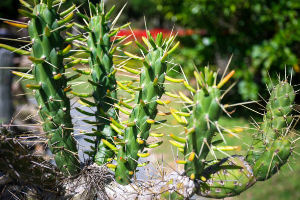 Close Up Of Green Cactus With Long Spines Stock Photo - Download