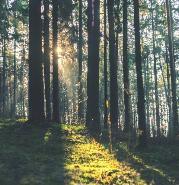 istock Spruce Tree Forest, Sunbeams through Morning Fog 927473666