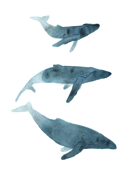 istock Watercolor sketch of humpback whale. Illustration isolated on white background 927473730
