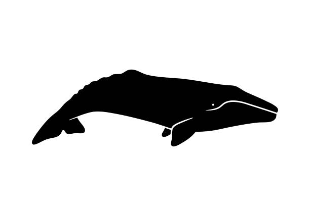 Silhouette of gray whale. Vector illustration isolated on white background. Silhouette of gray whale. Vector illustration isolated on white background gray whale stock illustrations