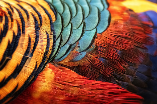 Beautiful abstract background consisting of golden pheasant ,feather Golden pheasant, Red golden pheasant, Chinese pheasant