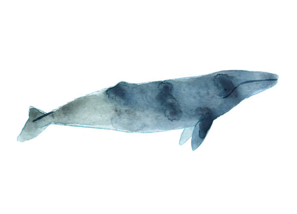 istock Watercolor sketch of gray whale. Illustration isolated on white background 927473868