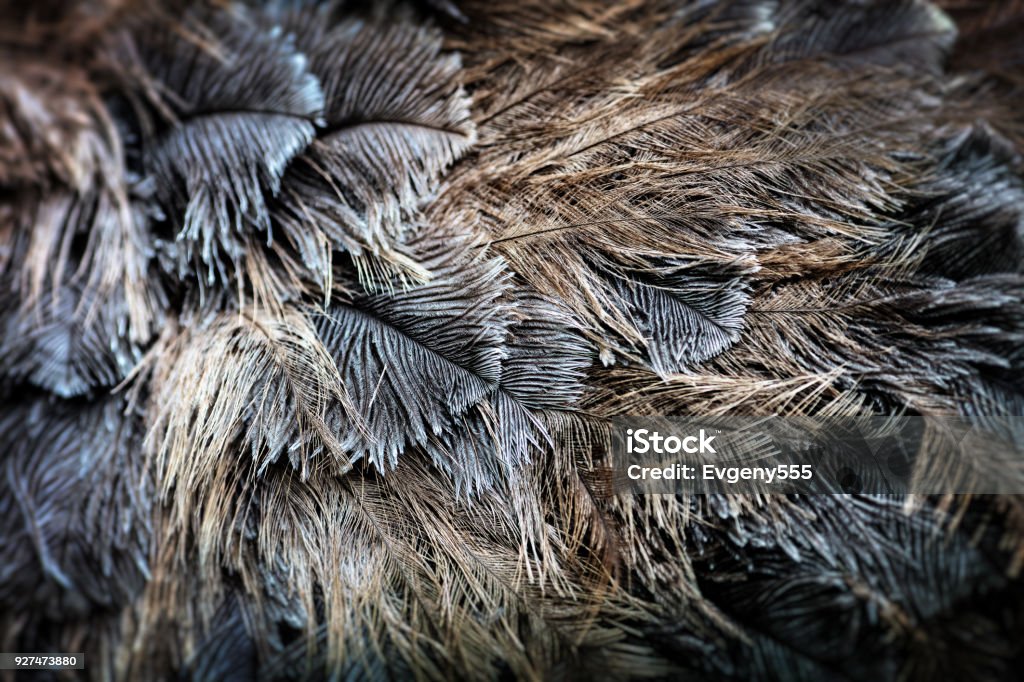 Ostrich bird feather brown texture background Feather Stock Photo