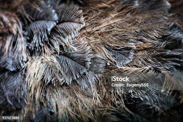 Ostrich Bird Feather Brown Texture Background Stock Photo - Download Image Now - Feather, Ostrich Feather, White Color