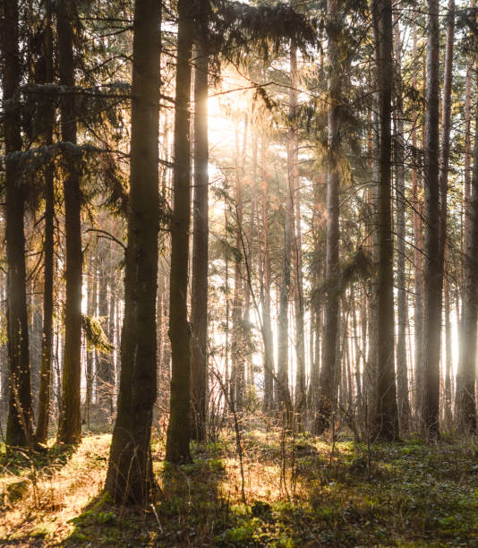 istock Spruce Tree Forest, Sunbeams through Morning Fog 927473904
