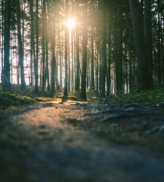 istock Forest road in the morning 927474000