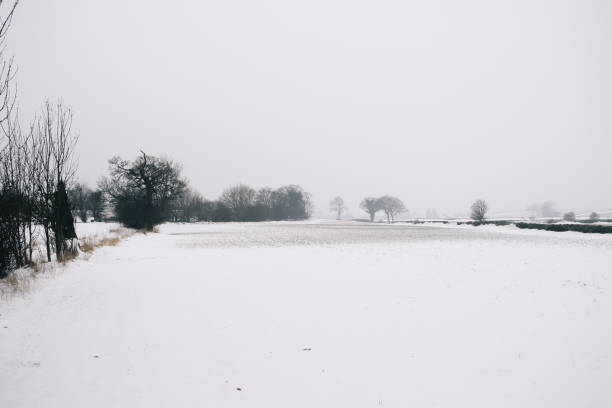 istock Snow with trees fog and mist landscape 927474136
