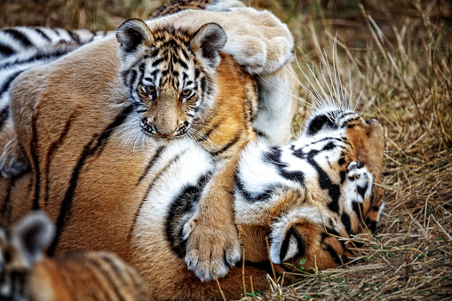 Tigresa con cub. madre de tigre y su cachorro photo