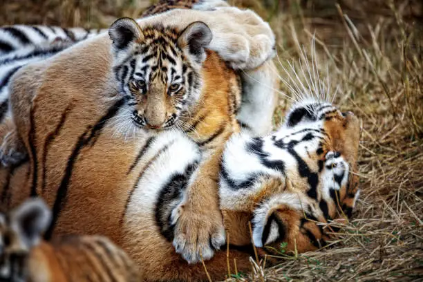 Photo of tigress with cub. tiger mother and her cub