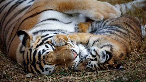 istock tigress with cub. tiger mother and her cub 927474182