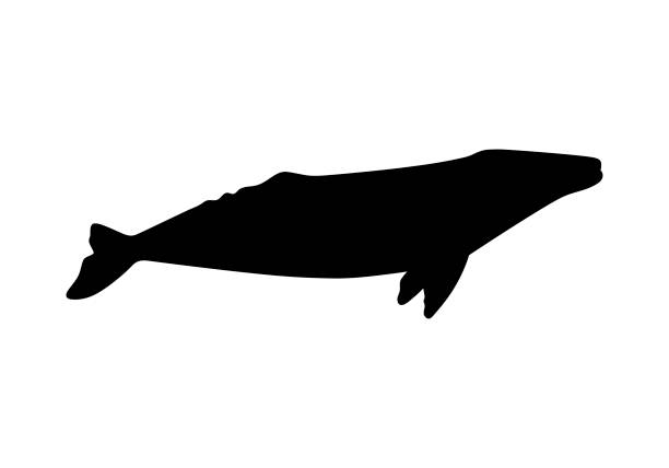 istock Silhouette of gray whale. Vector illustration isolated on white background. 927474540