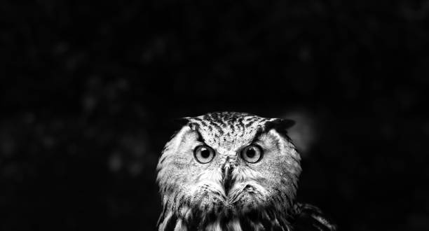 Owls Portrait. owl eyes