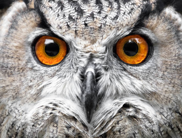 portrait de hiboux. yeux de hibou - oeil danimal photos et images de collection