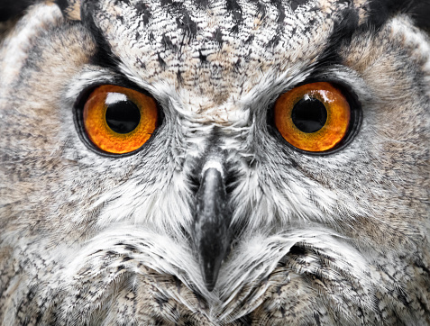 Owls Portrait. owl eyes