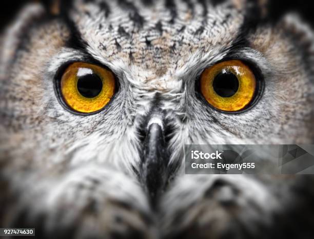 Owls Portrait Owl Eyes Stock Photo - Download Image Now - Black Background,  Owl, Animal - iStock