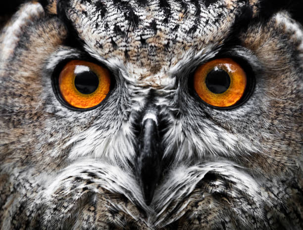 istock Owls Portrait. owl eyes 927474692