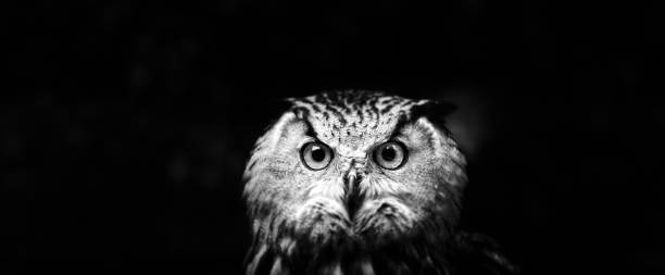 istock Owls Portrait. owl eyes 927474694