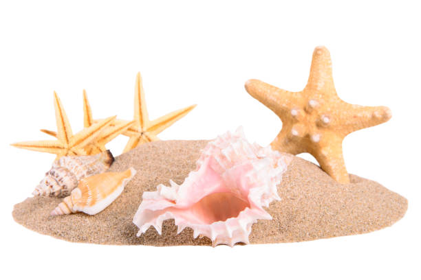 istock pile of sand with seashells and starfish 927474750