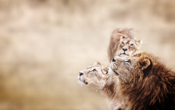 Lions look. Family of African Lions looking Lions look. Family of African Lions looking female animal mammal animal lion stock pictures, royalty-free photos & images