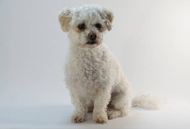 istock small white Maltipoo Maltese poodle 927477694