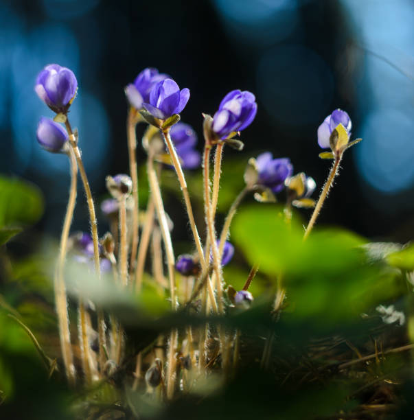 istock Hepatica Nobilis Flowers 927477928
