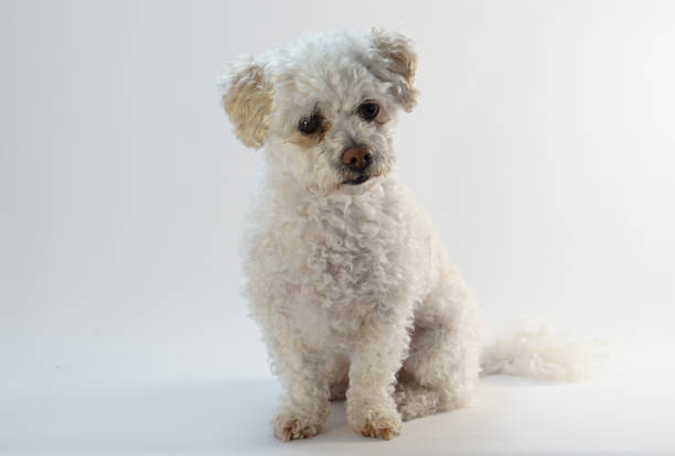 istock small white Maltipoo Maltese poodle 927478122