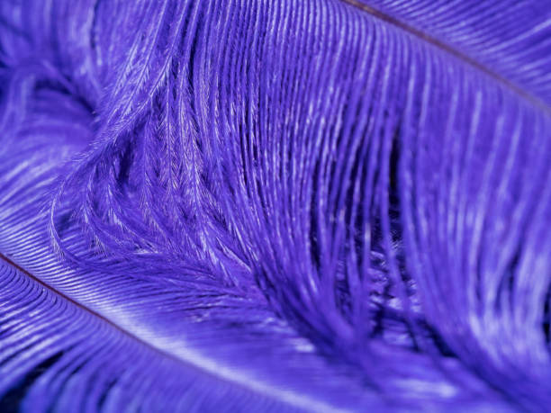 istock Macro photograph of Bird feather in blue 927478410