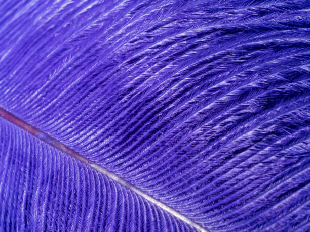 istock Macro photograph of Bird feather in blue 927478486