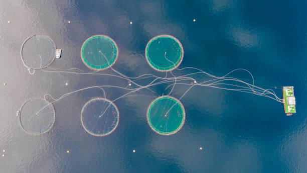 istock Salmon fish farm. Bergen, Norway. 927480816