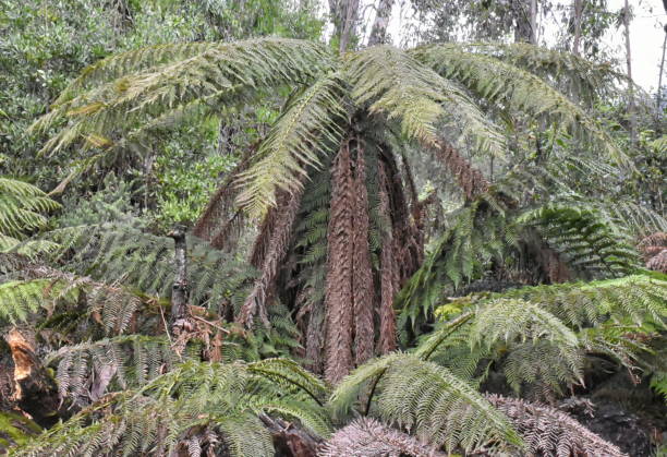 istock Cumberland walk Soft tree ferns (Dicksonia antarctica) in temperate rain forest 927481260