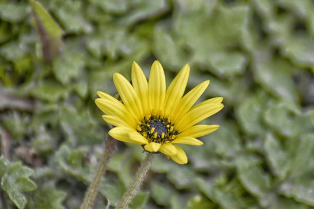 A close up of a flower of Capeweed (Arctotheca calendula) A close up of a flower of Capeweed (Arctotheca calendula) arctotheca calendula stock pictures, royalty-free photos & images
