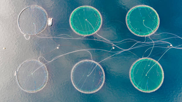 istock Salmon fish farm. Bergen, Norway. 927481658