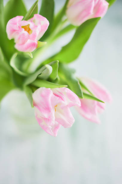 istock Pink tulips in vase on a wooden table 927481756