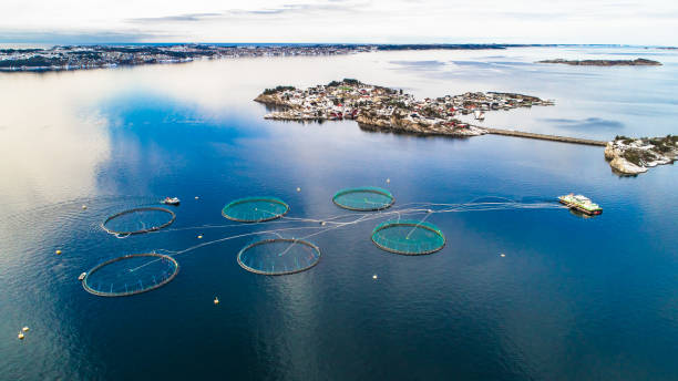 연어 물고기 농장입니다. 베 르 겐, 노르웨이입니다. - cloud fjord bay island 뉴스 사진 이미지