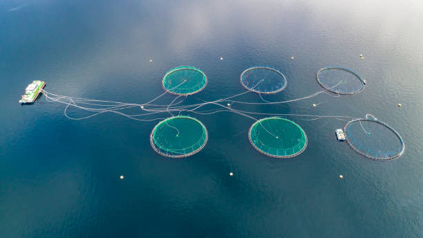 istock Salmon fish farm. Bergen, Norway. 927484600
