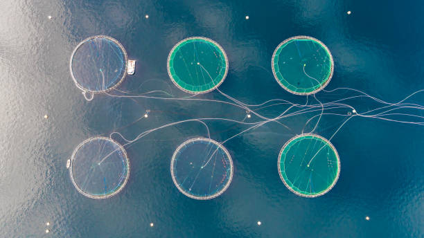 istock Salmon fish farm. Bergen, Norway. 927484850