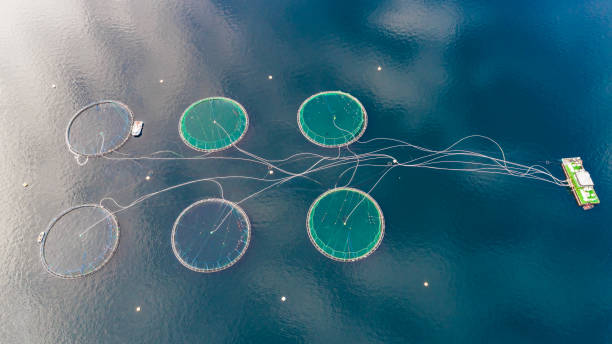 istock Salmon fish farm. Bergen, Norway. 927484986
