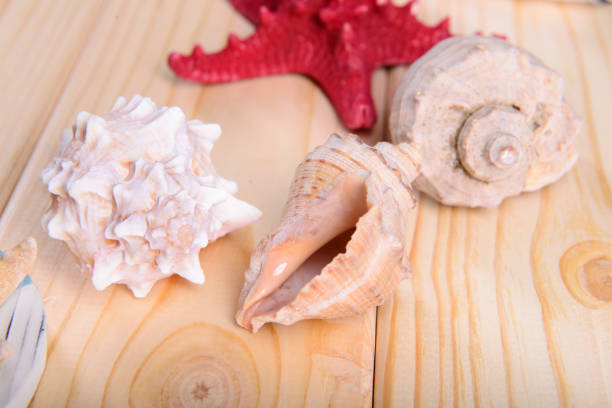 istock seashell and starfish on a wooden background 927484998
