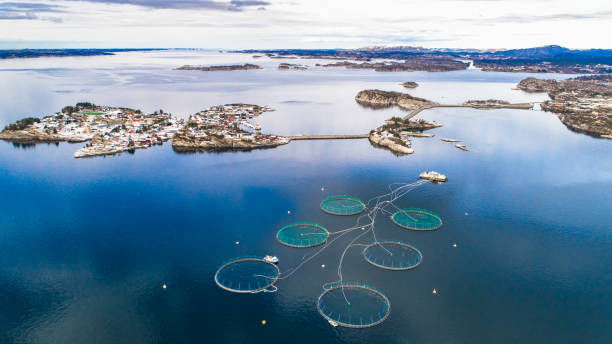 pisciculture saumon. bergen, norvège. - ferme piscicole photos et images de collection