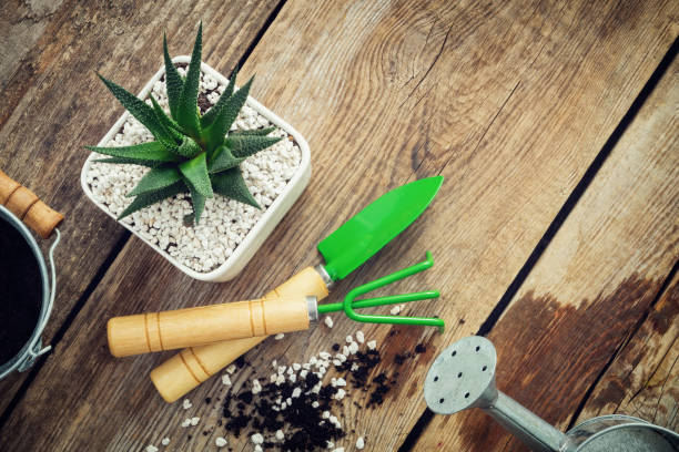 suculenta en maceta, mini herramientas de jardín, regadera y cubo en tabla de madera en haworthia. vista superior. la endecha plana. - trowel watering can dirt shovel fotografías e imágenes de stock