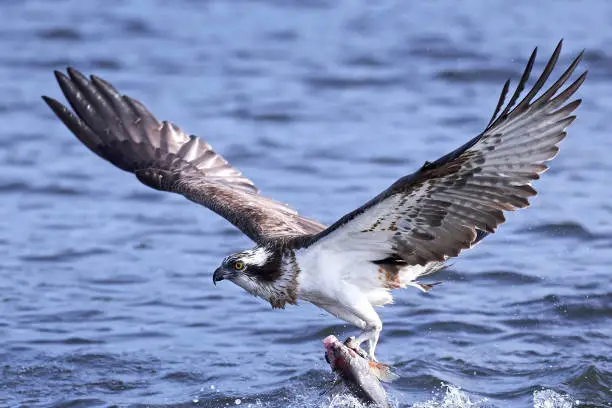 Osprey in flight with a fish in its claws and water in the background